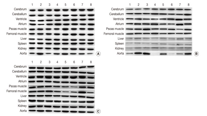 Evaluation of Protein Expression in Housekeeping Genes across Multiple Tissues in Rats.