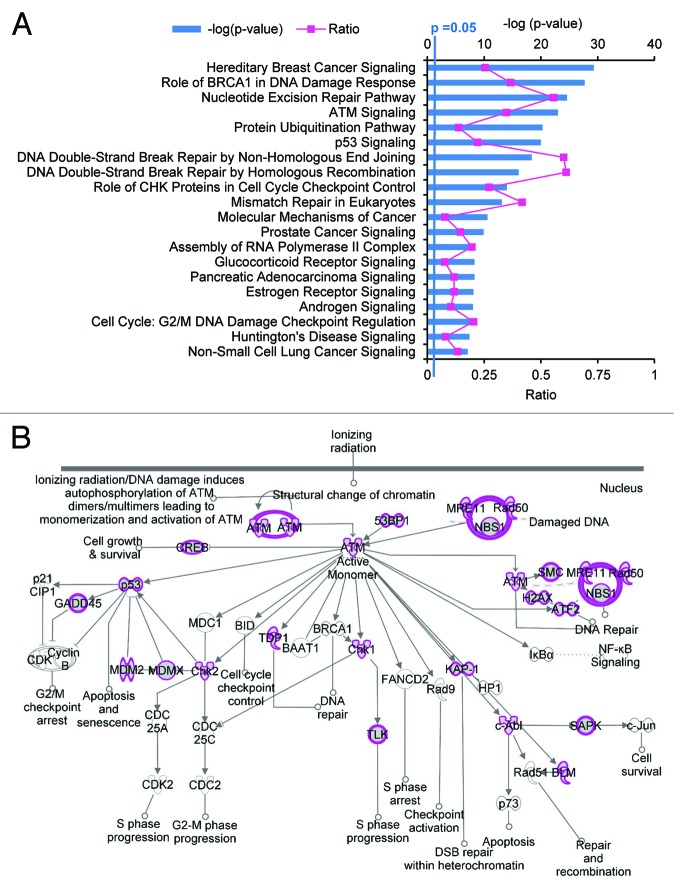 FUS-regulated RNA metabolism and DNA damage repair: Implications for amyotrophic lateral sclerosis and frontotemporal dementia pathogenesis.