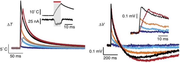Optical Stimulation of Neurons.