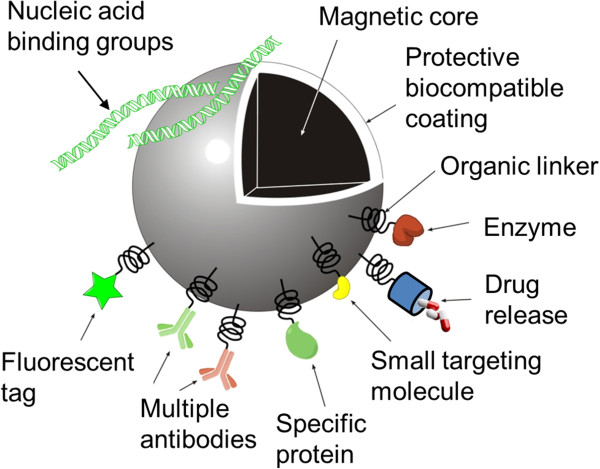 Magnetic nanoparticles for oligodendrocyte precursor cell transplantation therapies: progress and challenges.