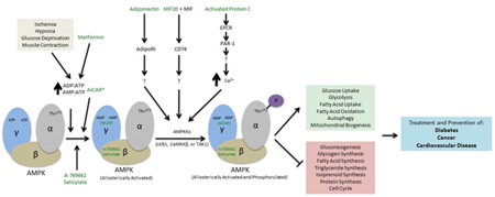 AMPK Activators as a Drug for Diabetes, Cancer and Cardiovascular Disease.