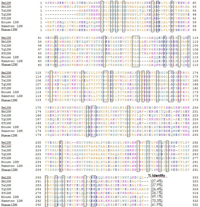 Molecular and Kinetic Characterization of Babesia microti Gray Strain Lactate Dehydrogenase as a Potential Drug Target.