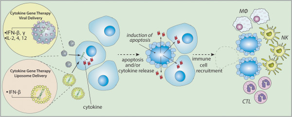Gene therapy for malignant glioma.