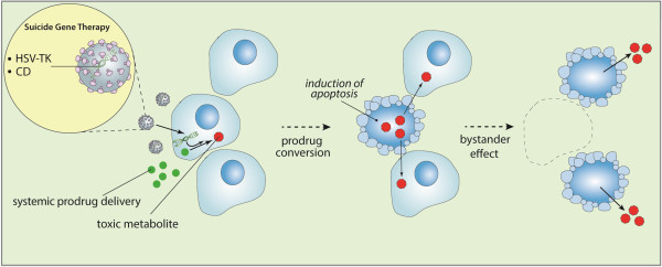 Gene therapy for malignant glioma.