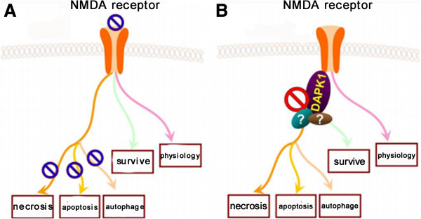 Promising targets of cell death signaling of NR2B receptor subunit in stroke pathogenesis.