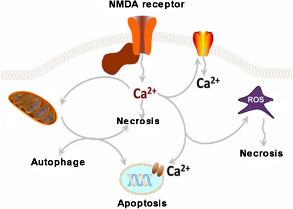 Promising targets of cell death signaling of NR2B receptor subunit in stroke pathogenesis.