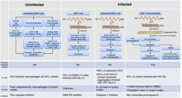Making sense of how HIV kills infected CD4 T cells: implications for HIV cure.