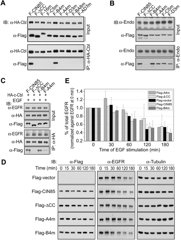 The basic amino acids in the coiled-coil domain of CIN85 regulate its interaction with c-Cbl and phosphatidic acid during epidermal growth factor receptor (EGFR) endocytosis.