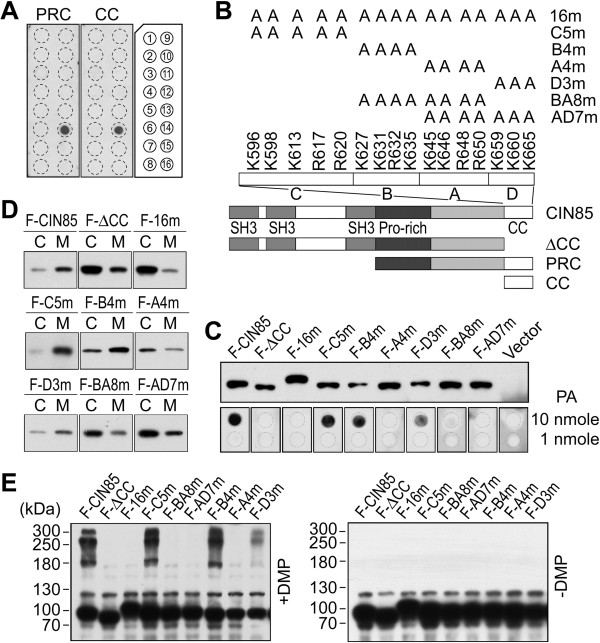 The basic amino acids in the coiled-coil domain of CIN85 regulate its interaction with c-Cbl and phosphatidic acid during epidermal growth factor receptor (EGFR) endocytosis.