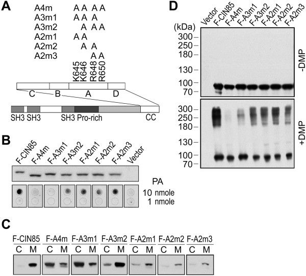 The basic amino acids in the coiled-coil domain of CIN85 regulate its interaction with c-Cbl and phosphatidic acid during epidermal growth factor receptor (EGFR) endocytosis.