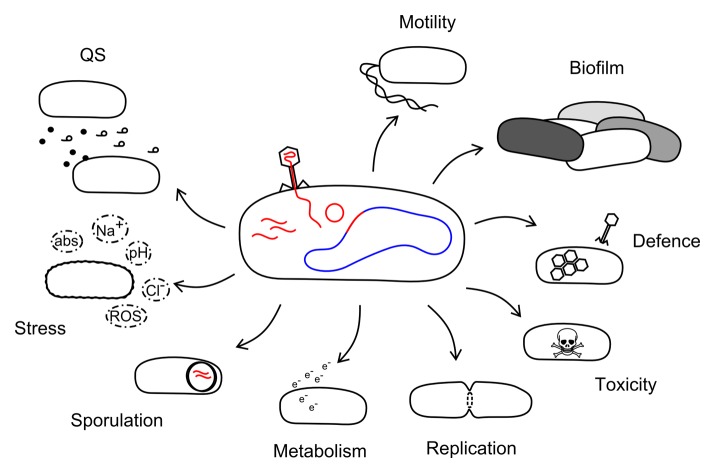 Bacteriophage behavioral ecology: How phages alter their bacterial host's habits.