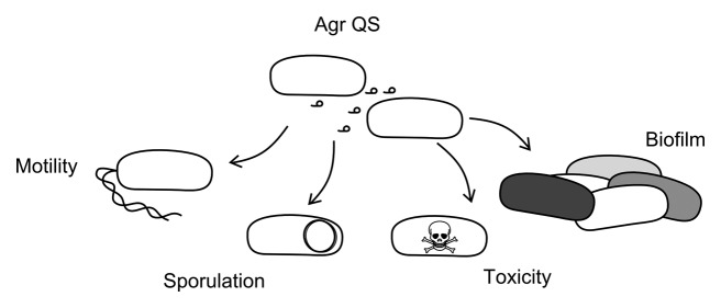 Bacteriophage behavioral ecology: How phages alter their bacterial host's habits.