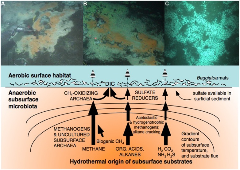 Biosphere frontiers of subsurface life in the sedimented hydrothermal system of Guaymas Basin.