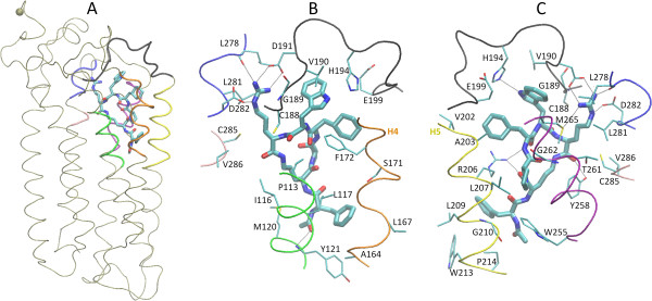 Insights into the mechanism of C5aR inhibition by PMX53 via implicit solvent molecular dynamics simulations and docking.