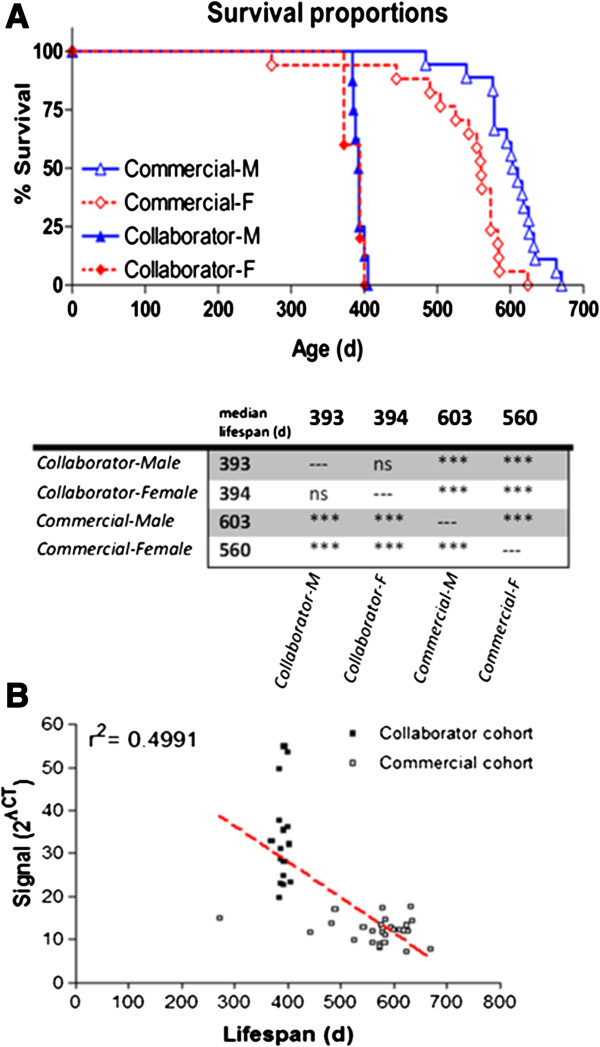 Reduction in hSOD1 copy number significantly impacts ALS phenotype presentation in G37R (line 29) mice: implications for the assessment of putative therapeutic agents.