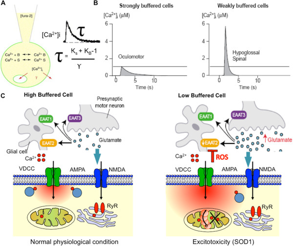 Selective vulnerability of motoneuron and perturbed mitochondrial calcium homeostasis in amyotrophic lateral sclerosis: implications for motoneurons specific calcium dysregulation.