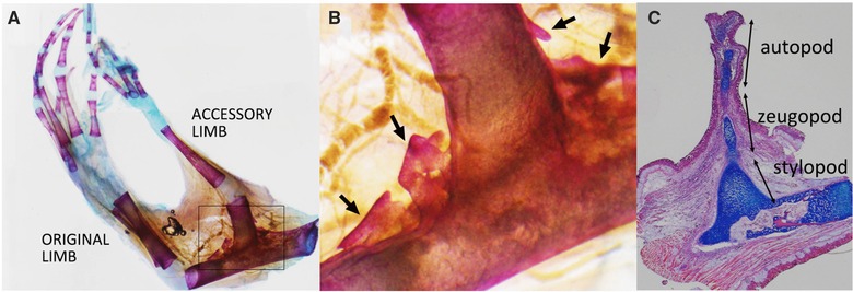 Implication of two different regeneration systems in limb regeneration.