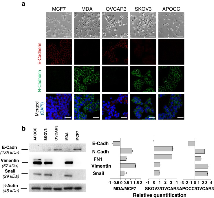 Microparticles mediated cross-talk between tumoral and endothelial cells promote the constitution of a pro-metastatic vascular niche through Arf6 up regulation.