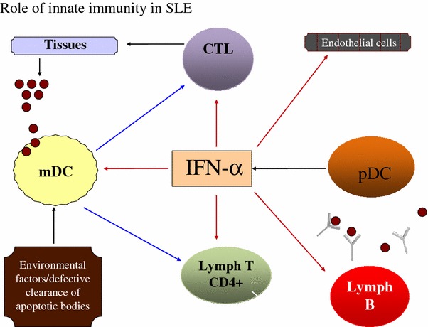 Pathogenesis and potential therapeutic targets in systemic lupus erythematosus: from bench to bedside.