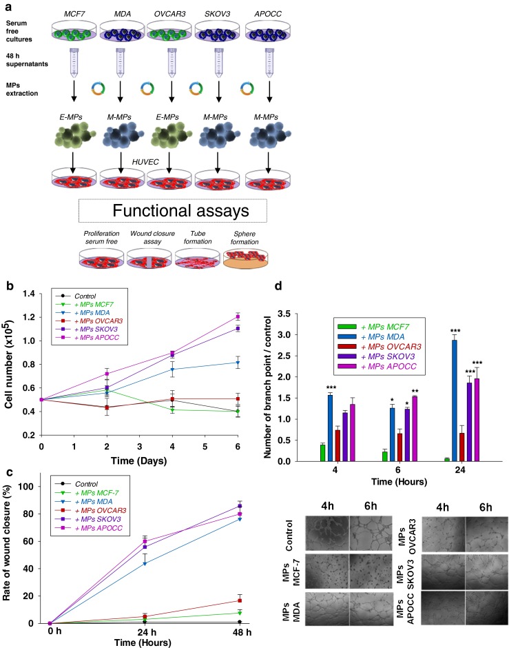 Microparticles mediated cross-talk between tumoral and endothelial cells promote the constitution of a pro-metastatic vascular niche through Arf6 up regulation.