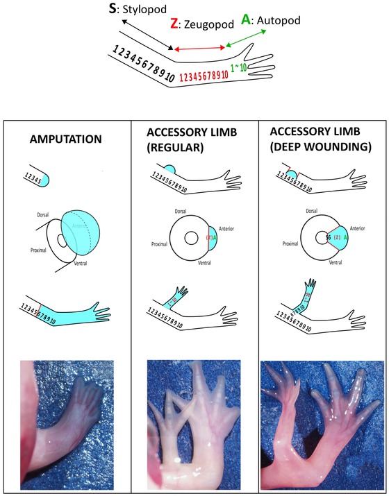 Implication of two different regeneration systems in limb regeneration.