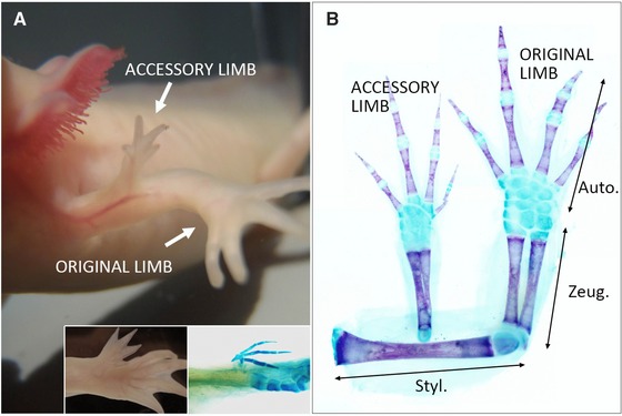 Implication of two different regeneration systems in limb regeneration.