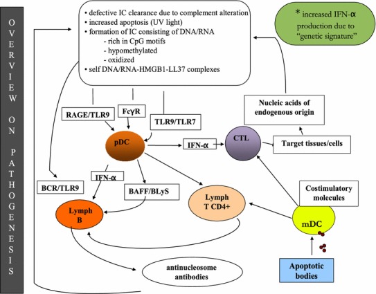 Pathogenesis and potential therapeutic targets in systemic lupus erythematosus: from bench to bedside.