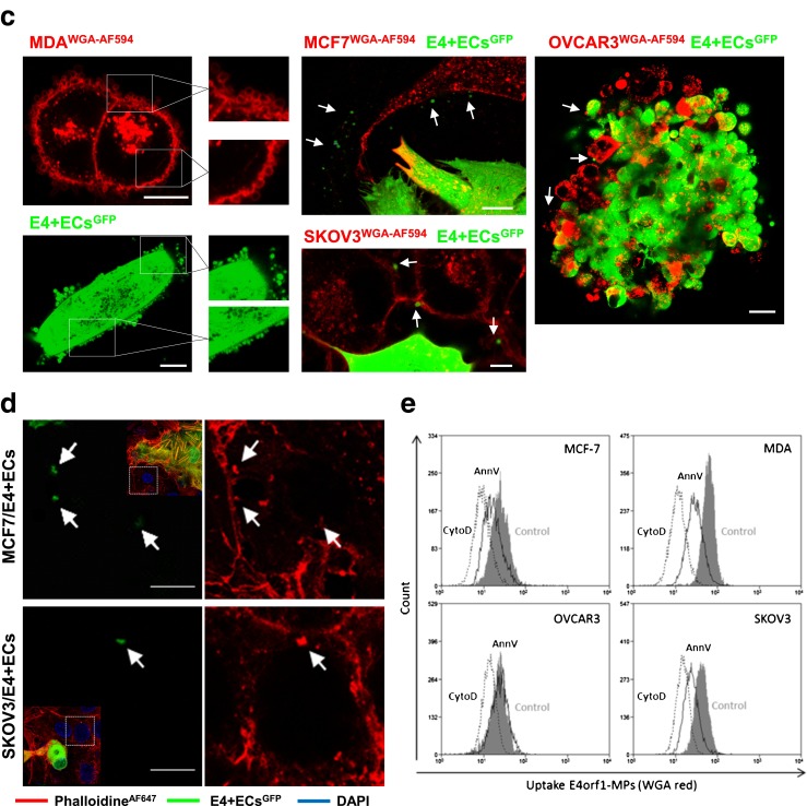 Microparticles mediated cross-talk between tumoral and endothelial cells promote the constitution of a pro-metastatic vascular niche through Arf6 up regulation.