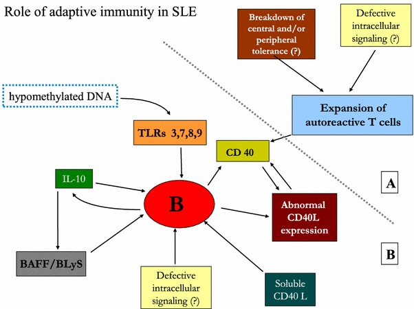 Pathogenesis and potential therapeutic targets in systemic lupus erythematosus: from bench to bedside.