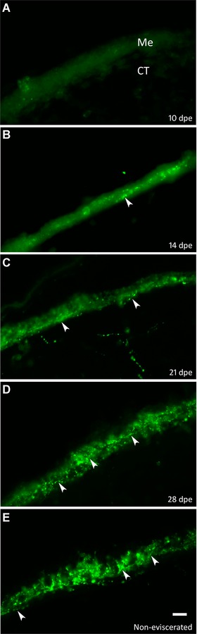 Temporal and spatial analysis of enteric nervous system regeneration in the sea cucumber Holothuria glaberrima.