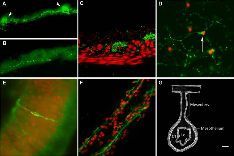 Temporal and spatial analysis of enteric nervous system regeneration in the sea cucumber Holothuria glaberrima.