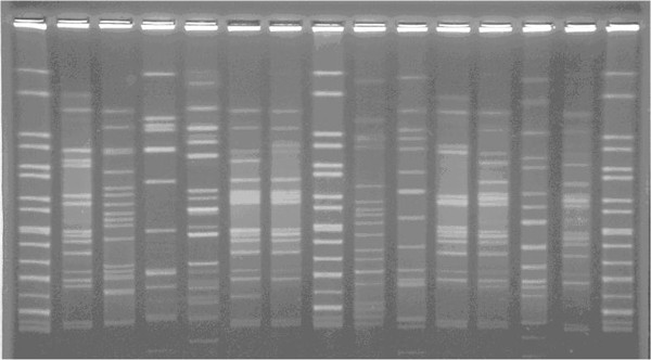 Tracing the emergence of multidrug-resistant Acinetobacter baumannii in a Taiwanese hospital by evaluating the presence of integron gene intI1.