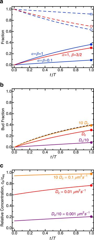 Analytical model for macromolecular partitioning during yeast cell division.