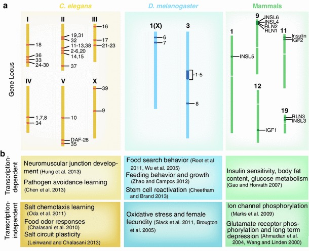 Divergent and convergent roles for insulin-like peptides in the worm, fly and mammalian nervous systems.