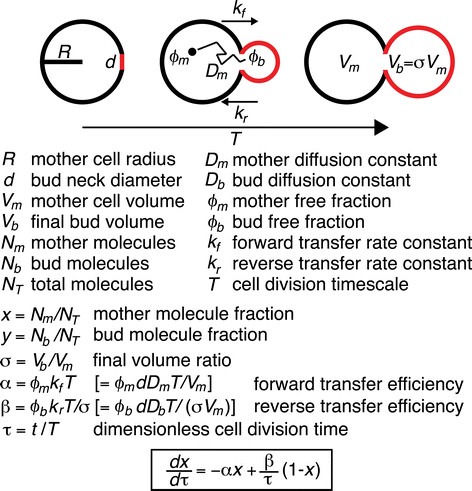 Analytical model for macromolecular partitioning during yeast cell division.