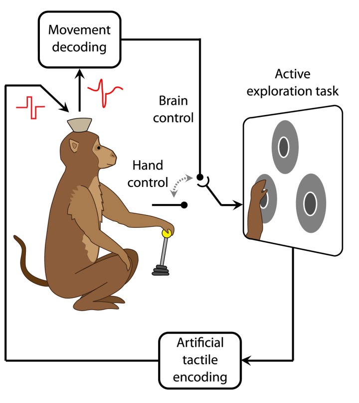 Brain-to-Brain Interfaces: When Reality Meets Science Fiction.