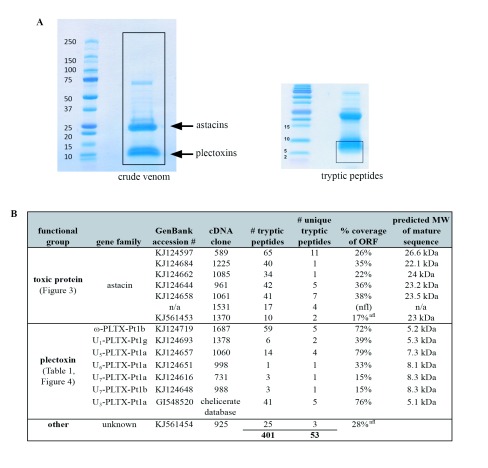 Plectreurys tristis venome: A proteomic and transcriptomic analysis.