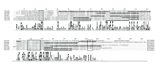 Plectreurys tristis venome: A proteomic and transcriptomic analysis.