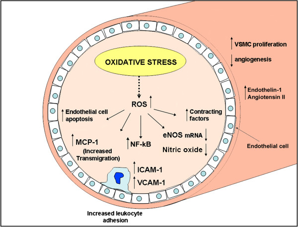 Ageing and microvasculature.