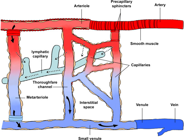 Ageing and microvasculature.