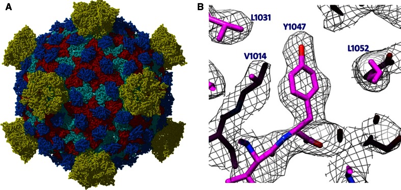 Towards an integrative structural biology approach: combining Cryo-TEM, X-ray crystallography, and NMR.