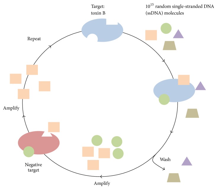 In Vitro Selection of a Single-Stranded DNA Molecular Recognition Element against Clostridium difficile Toxin B and Sensitive Detection in Human Fecal Matter.