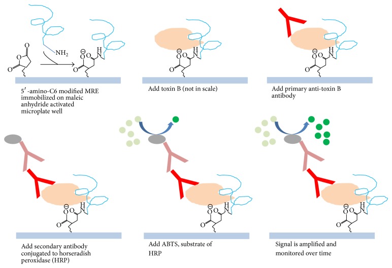 In Vitro Selection of a Single-Stranded DNA Molecular Recognition Element against Clostridium difficile Toxin B and Sensitive Detection in Human Fecal Matter.