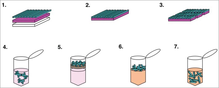 Cell infiltration into a 3D electrospun fiber and hydrogel hybrid scaffold implanted in the brain.