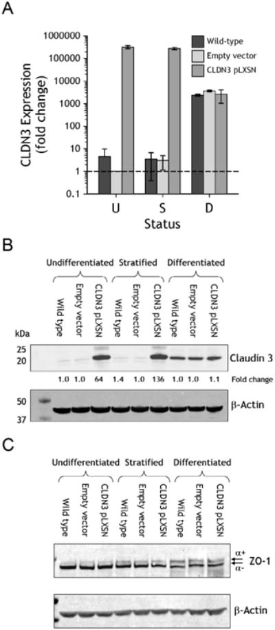 The human urothelial tight junction: claudin 3 and the ZO-1α<sup>+</sup> switch.