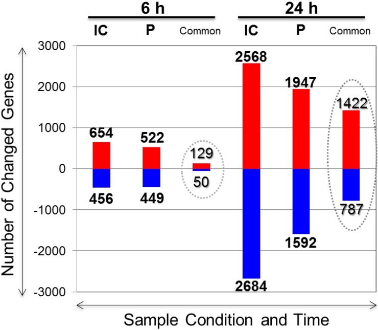 Unraveling the Specific Ischemic Core and Penumbra Transcriptome in the Permanent Middle Cerebral Artery Occlusion Mouse Model Brain Treated with the Neuropeptide PACAP38.