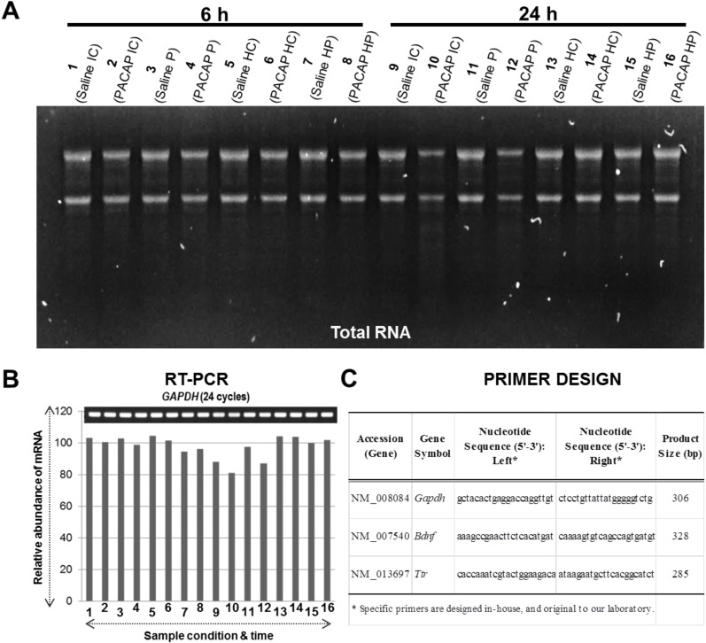 Unraveling the Specific Ischemic Core and Penumbra Transcriptome in the Permanent Middle Cerebral Artery Occlusion Mouse Model Brain Treated with the Neuropeptide PACAP38.