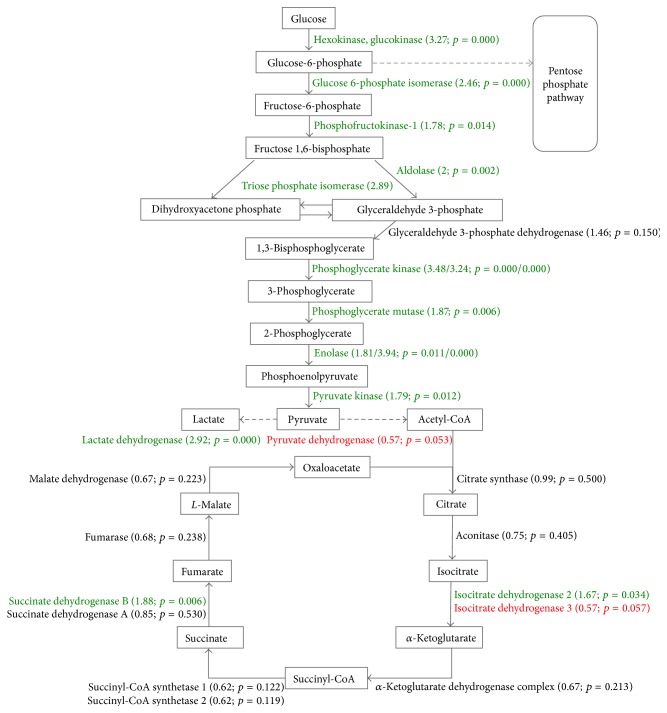 Hypoxia Strongly Affects Mitochondrial Ribosomal Proteins and Translocases, as Shown by Quantitative Proteomics of HeLa Cells.