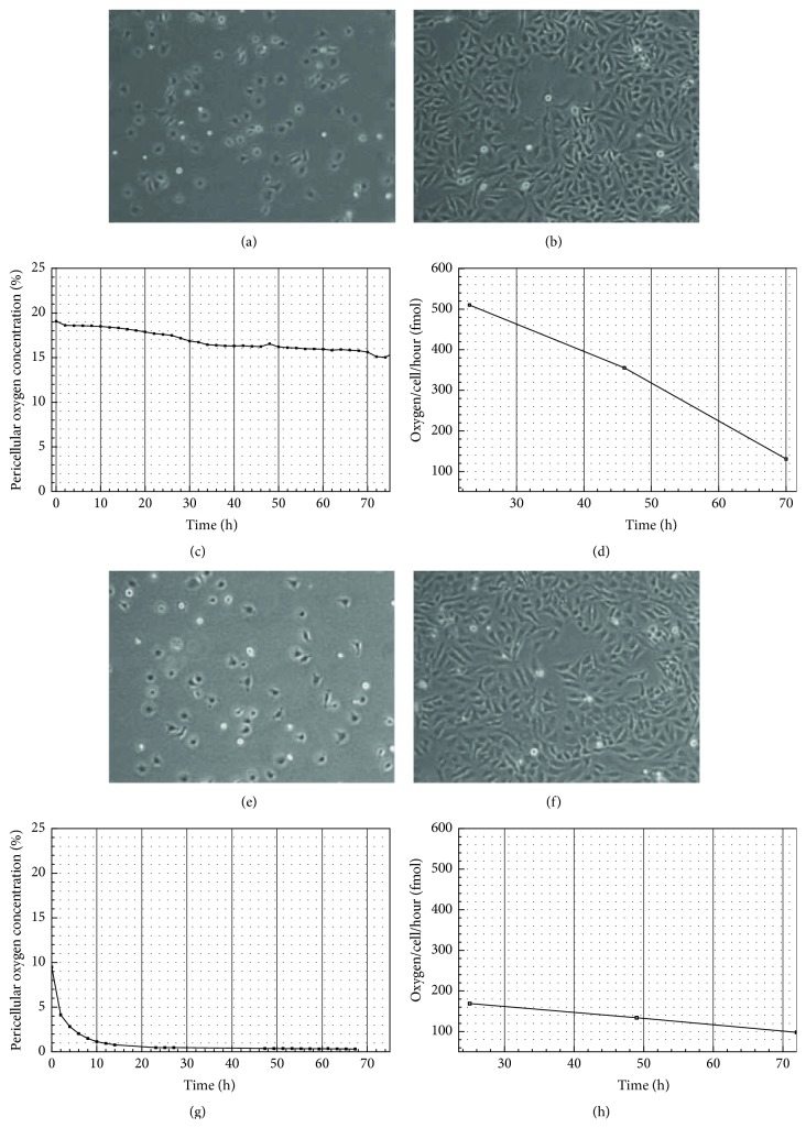 Hypoxia Strongly Affects Mitochondrial Ribosomal Proteins and Translocases, as Shown by Quantitative Proteomics of HeLa Cells.