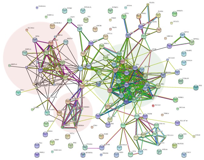 Hypoxia Strongly Affects Mitochondrial Ribosomal Proteins and Translocases, as Shown by Quantitative Proteomics of HeLa Cells.